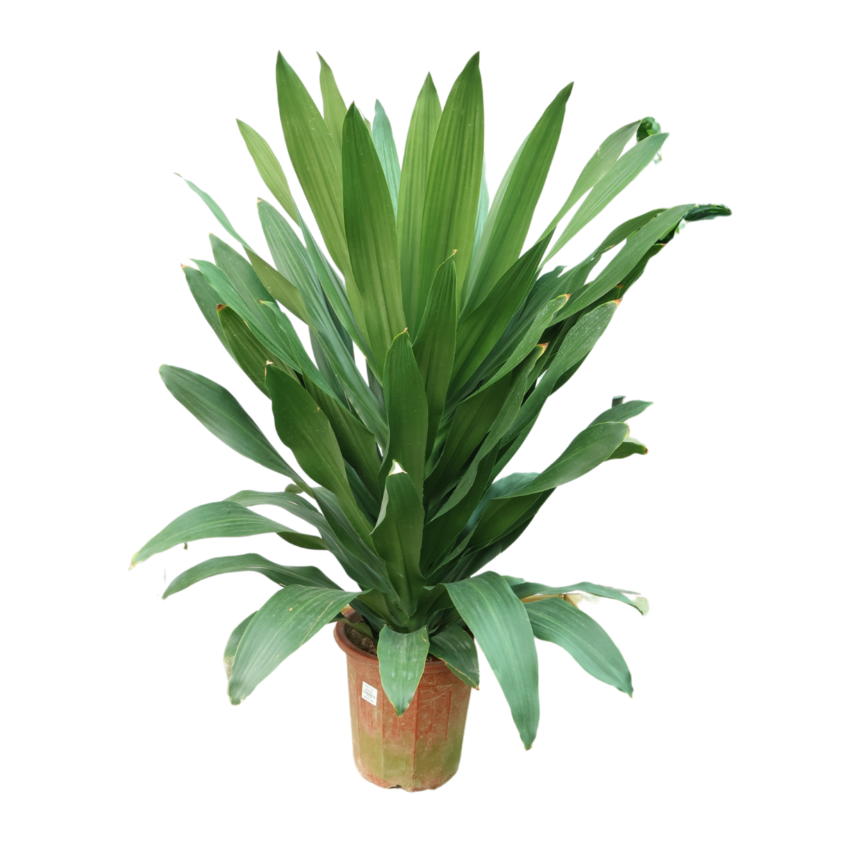 Dracaena Fragrans (Corn Plant)