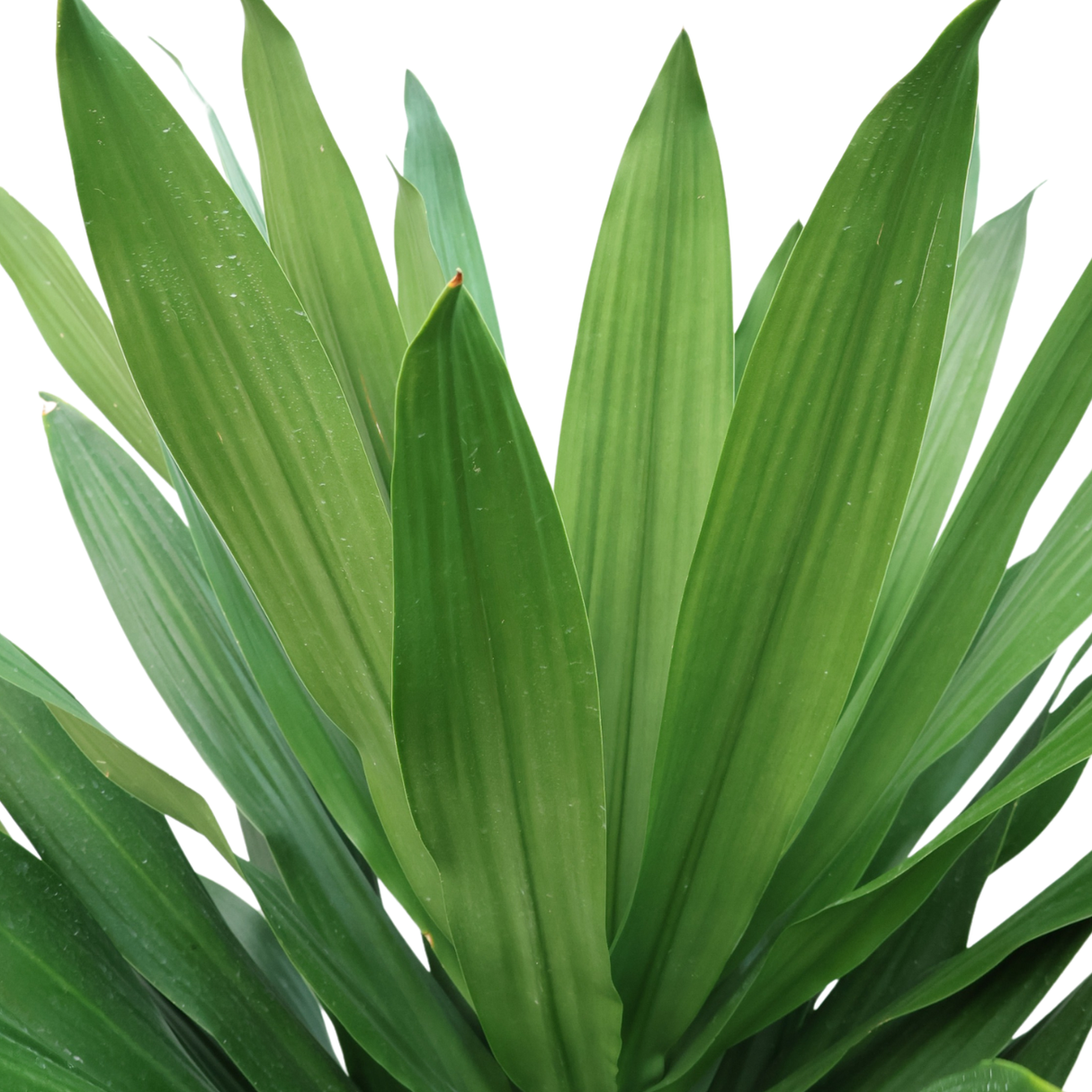 Dracaena Fragrans (Corn Plant)