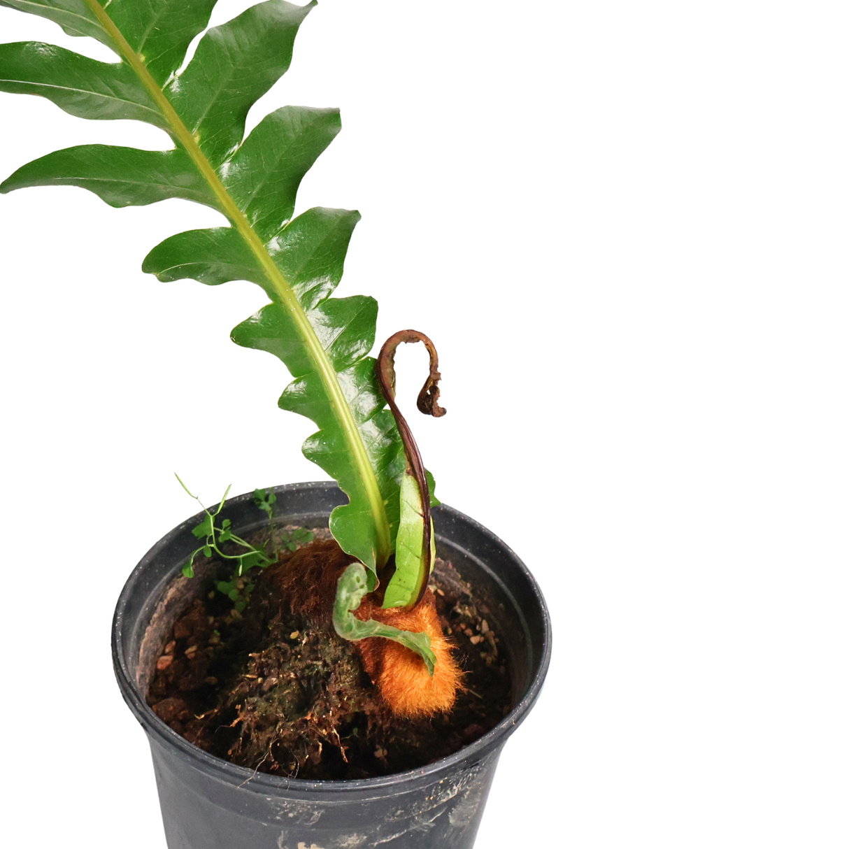 Aglaomorpha Coronans (Snake Leaf Fern)