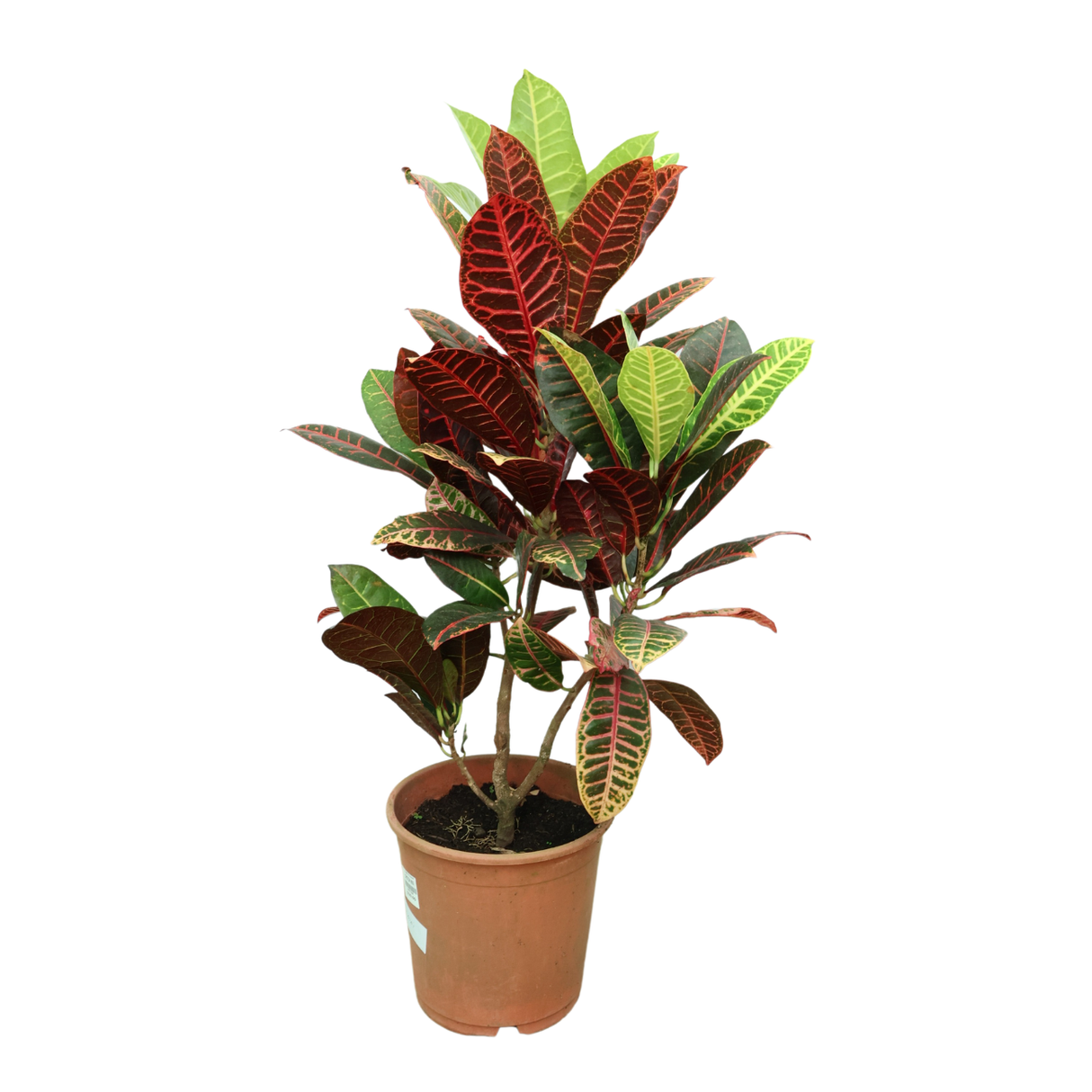 Codiaeum Variegatum Petra