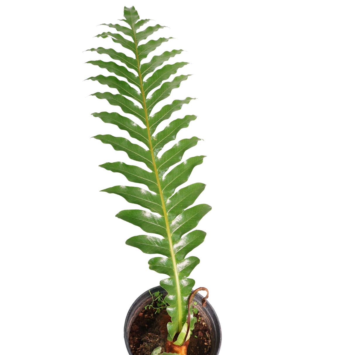 Aglaomorpha Coronans (Snake Leaf Fern)