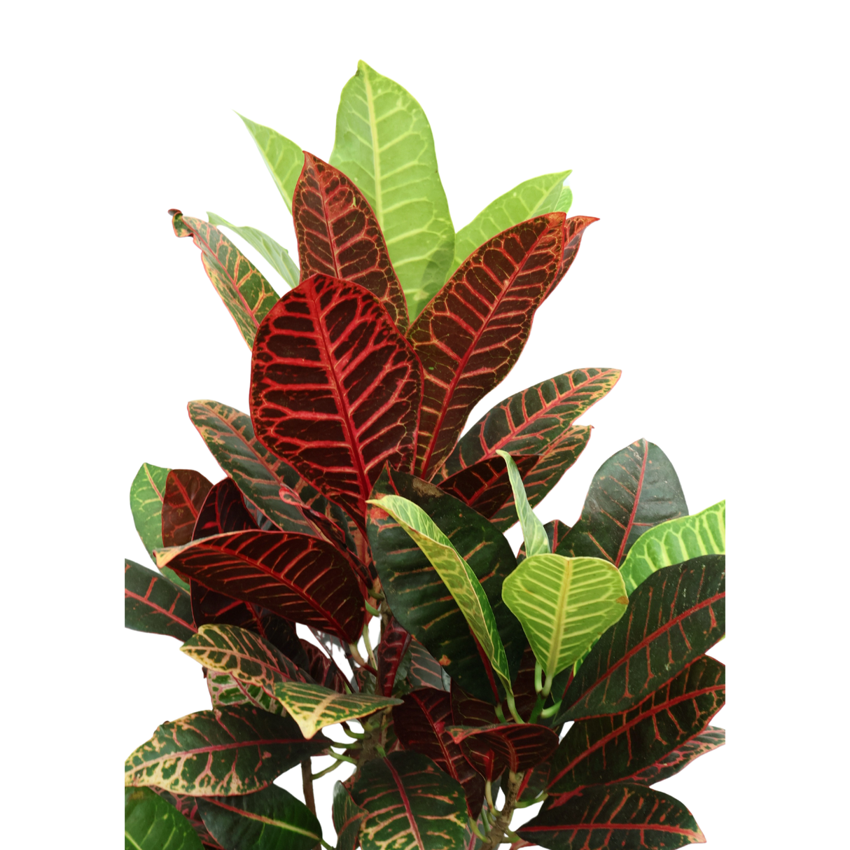 Codiaeum Variegatum Petra