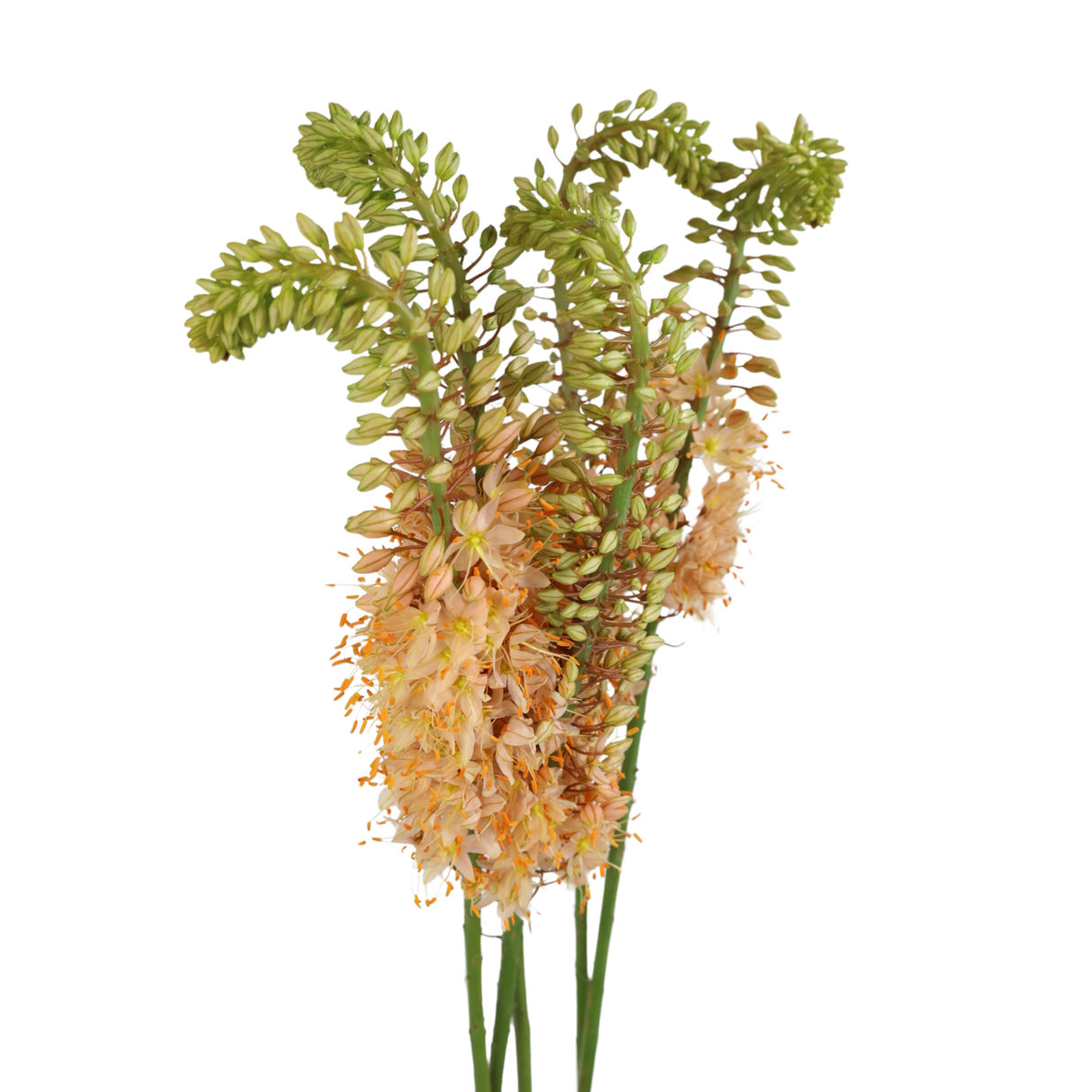 Eremurus (Holland)