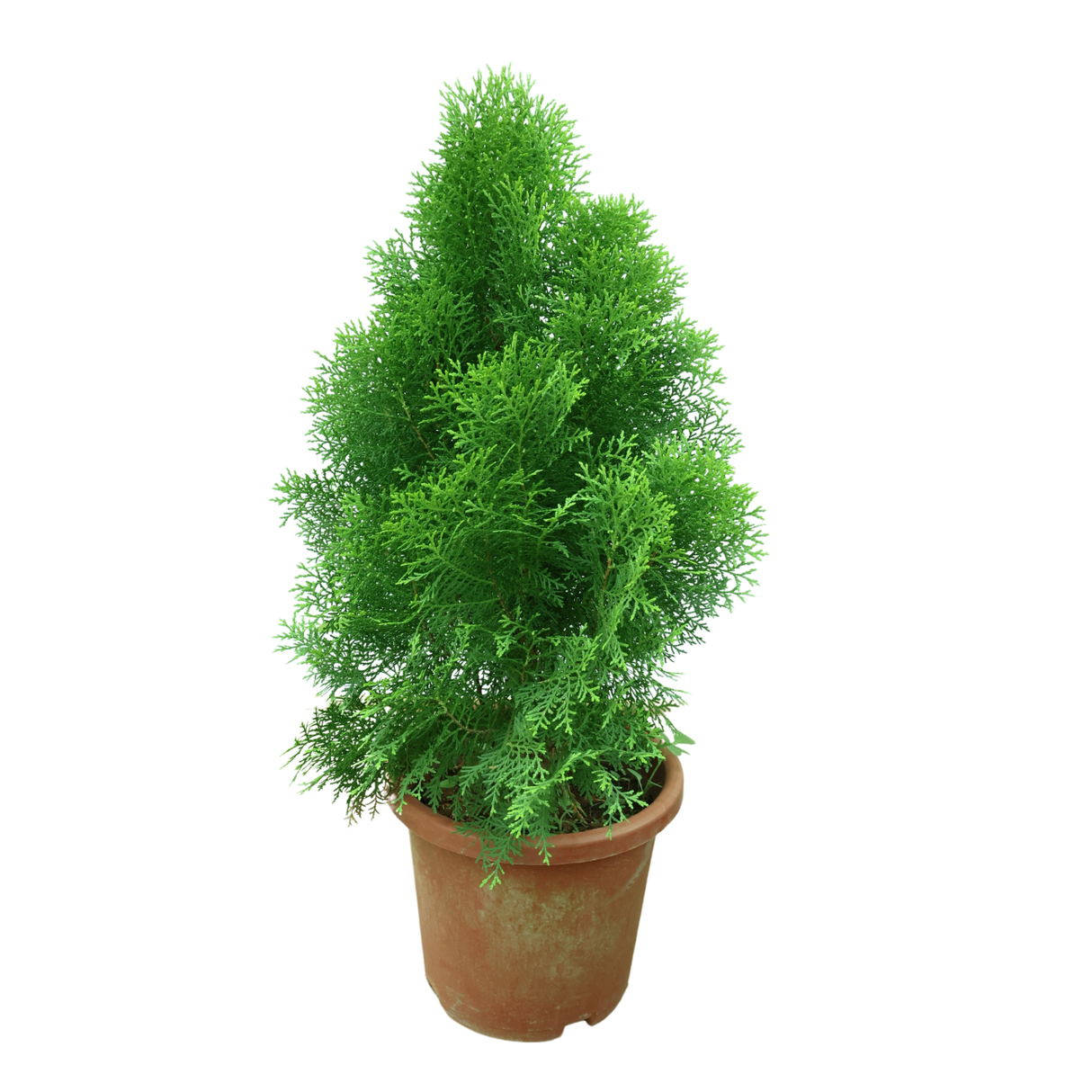 Thuja