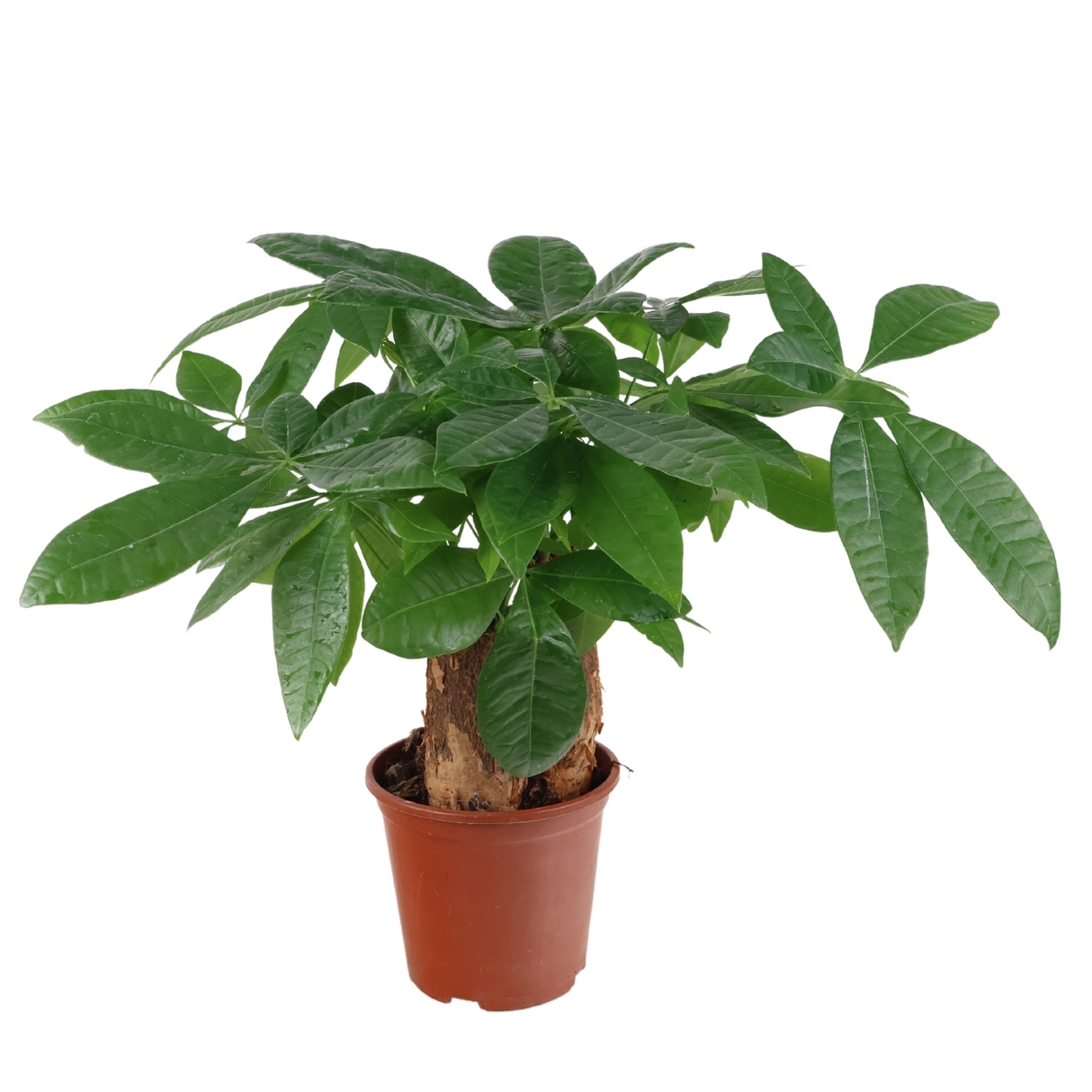 Pachira Plant (Money Tree 发财树)