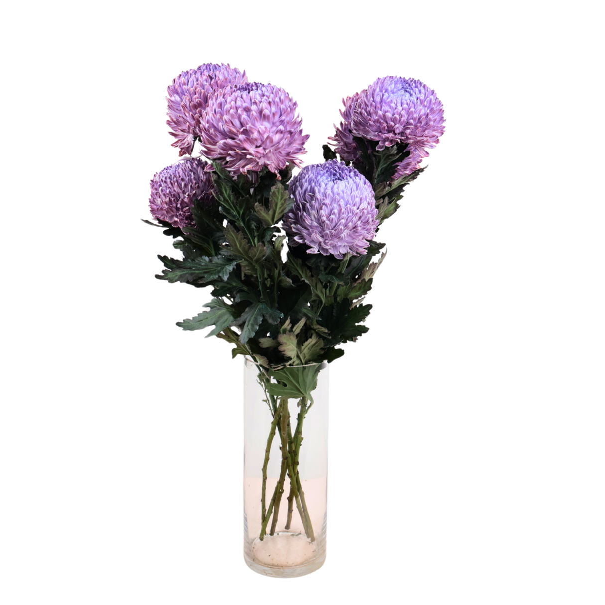 Chrysanthemum Sunlight Dye Colour (Malaysia)