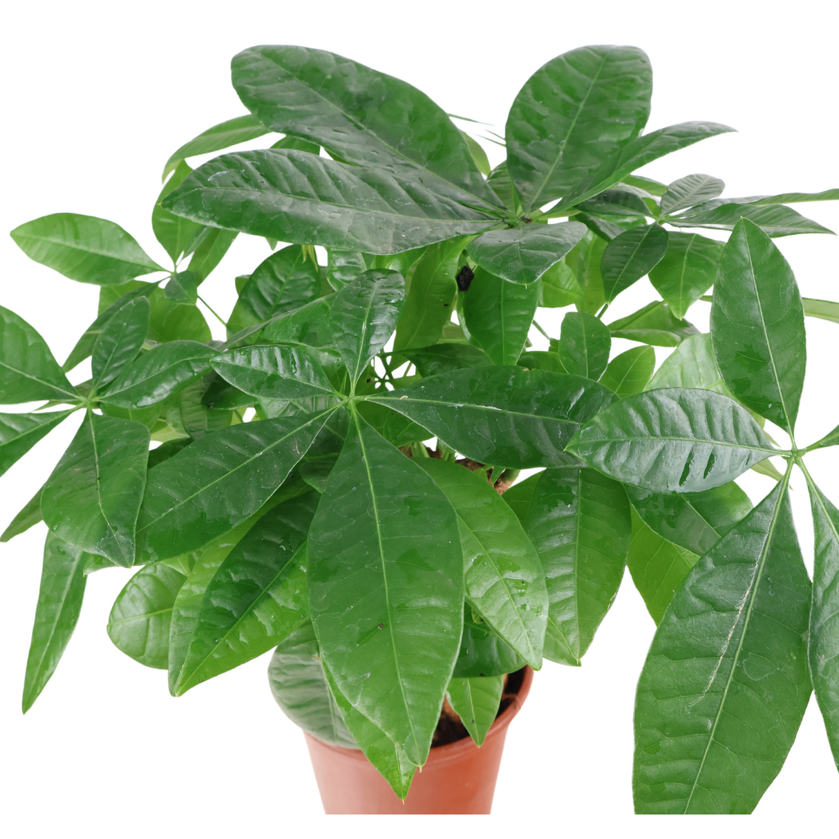 Pachira Plant (Money Tree 发财树)