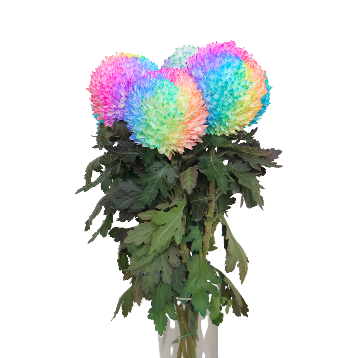 Chrysanthemum Sunlight Dye Colour (Malaysia)