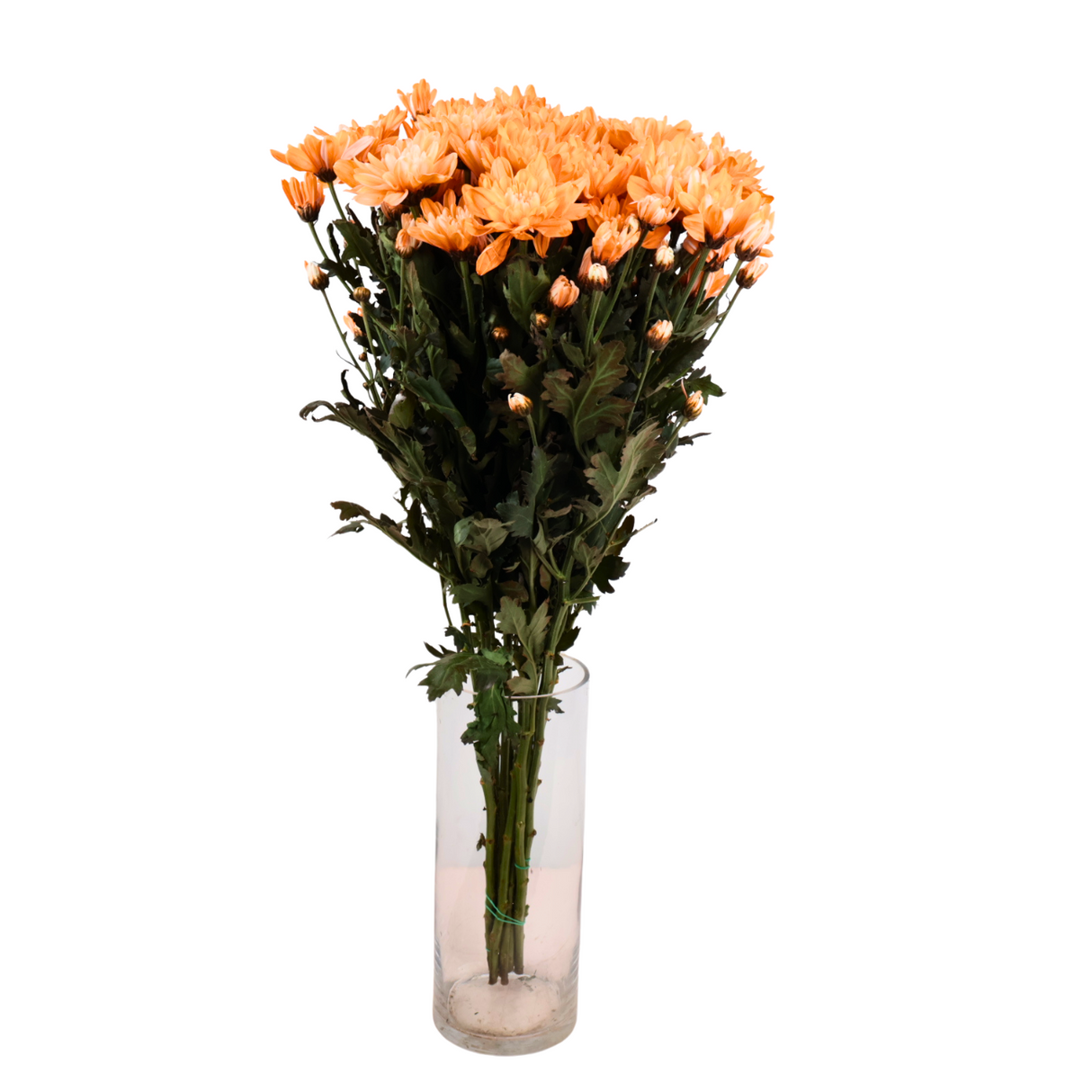 Chrysanthemum Pom Pom Dye Colour (Malaysia)