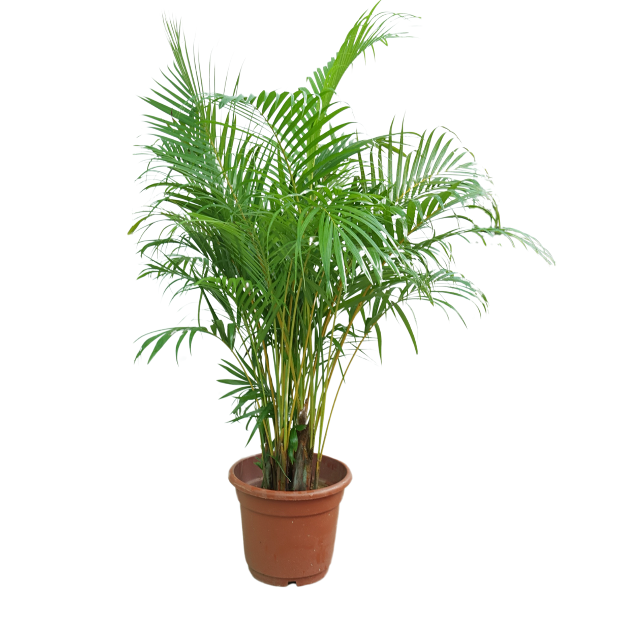 Areca palm (Yellow Palm)
