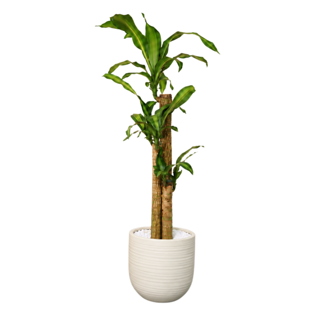 Dracaena Fragrans (Iron Tree) in Ceramic Pot (110cm)