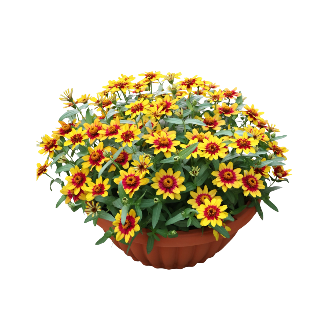 Zinnia Bowl (百日菊)