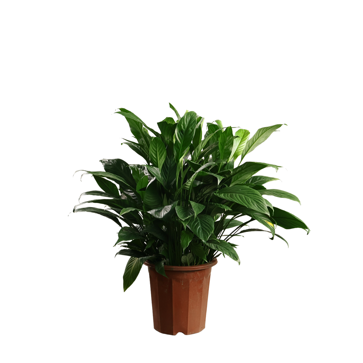 Spathiphyllum (Peace Lily)