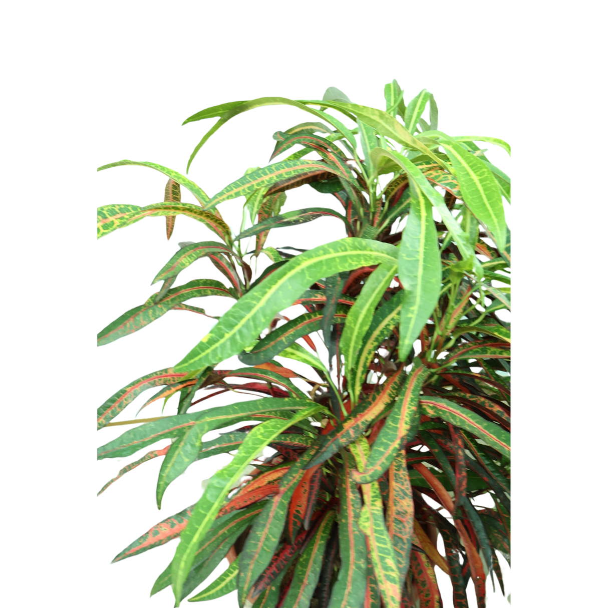 Codiaeum Variegatum (Croton)