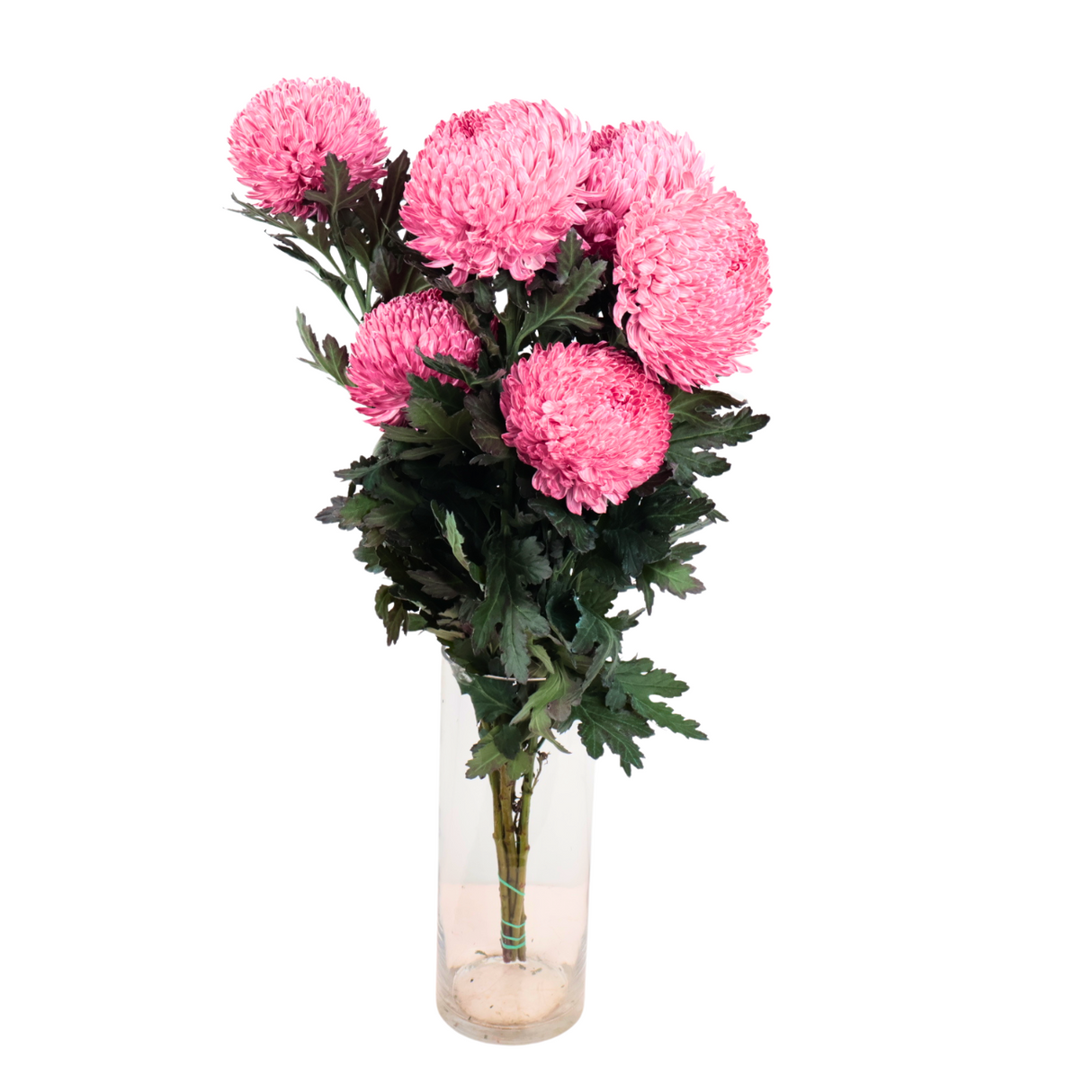 Chrysanthemum Sunlight Dye Colour (Malaysia)