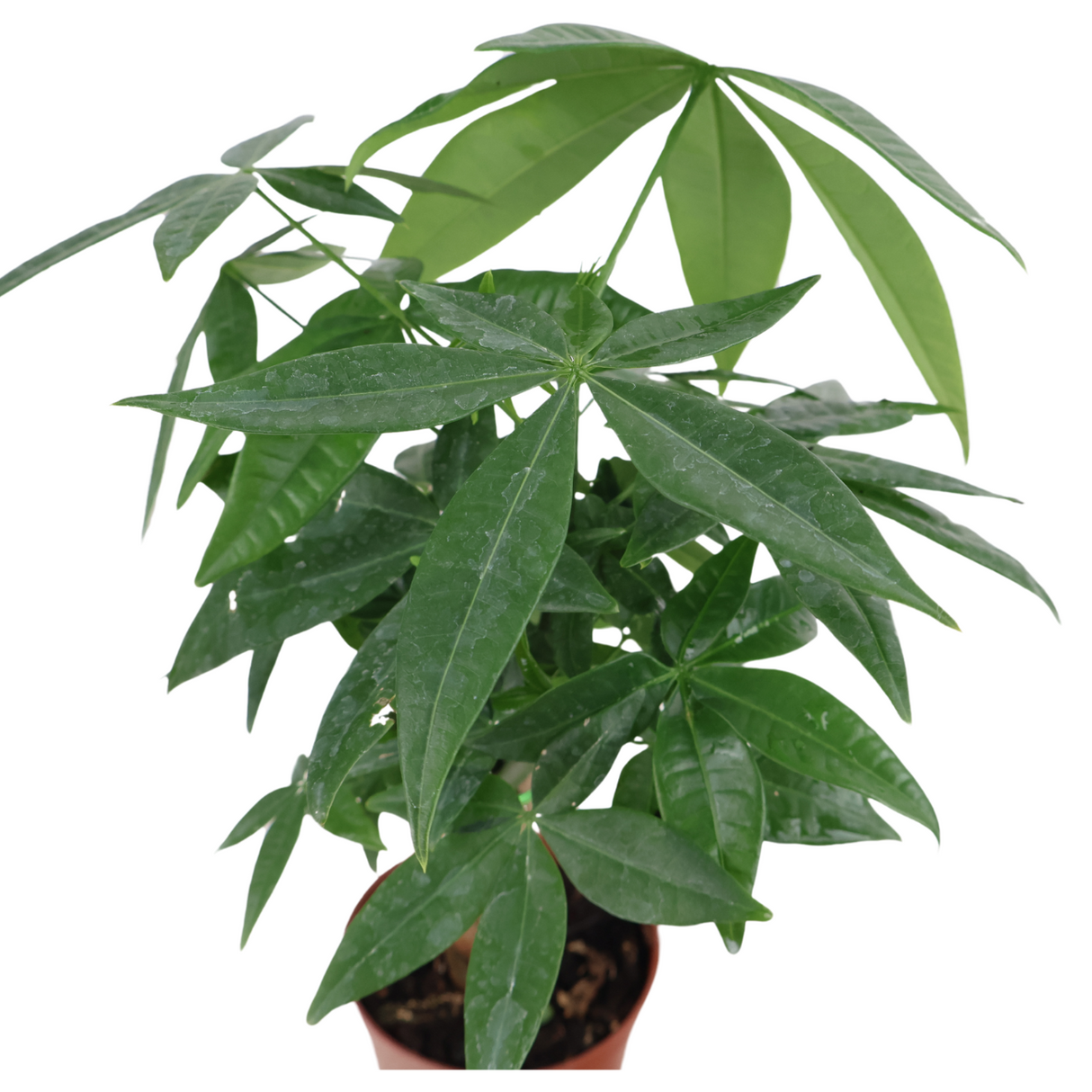 Pachira Plant (Money Tree 发财树)