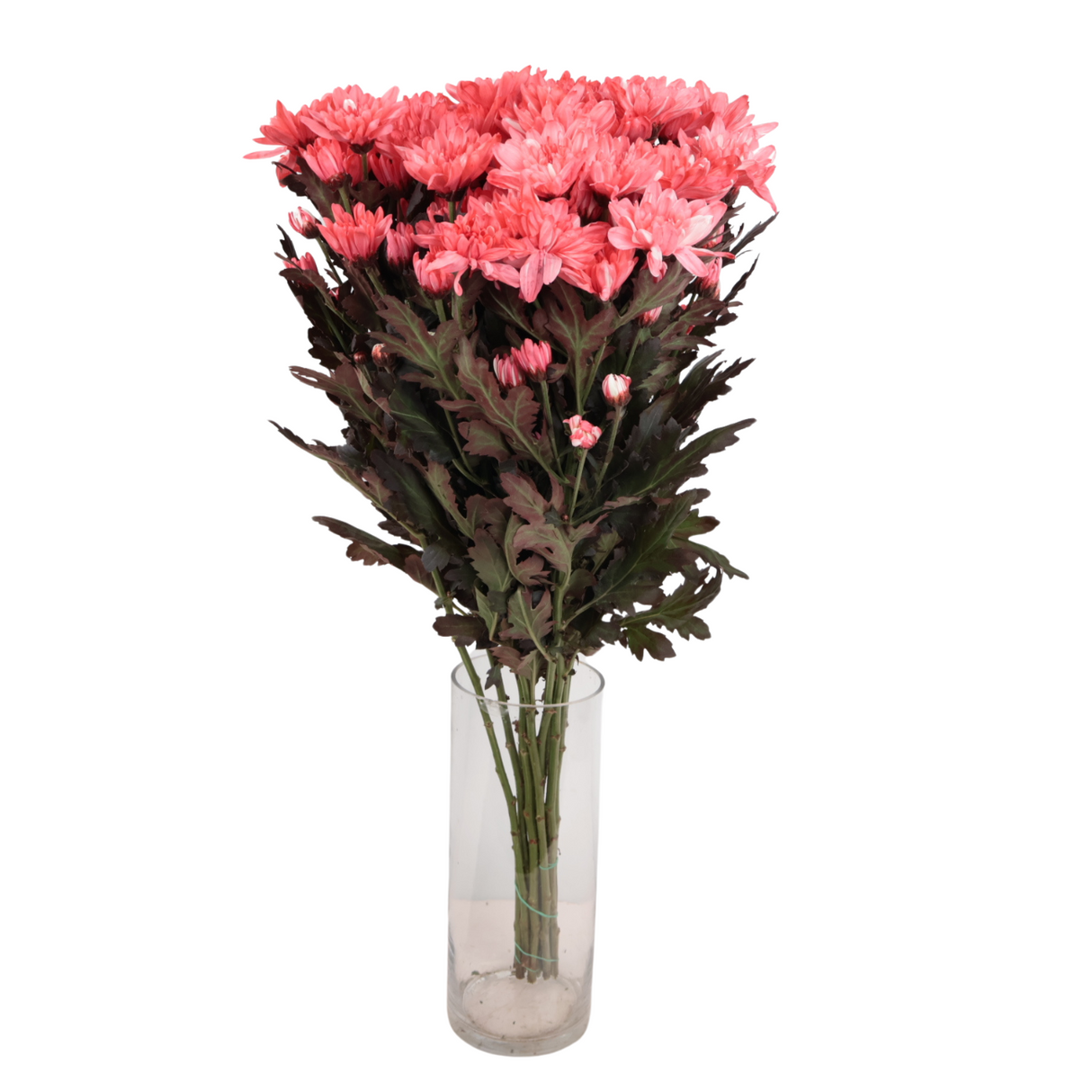 Chrysanthemum Pom Pom Dye Colour (Malaysia)