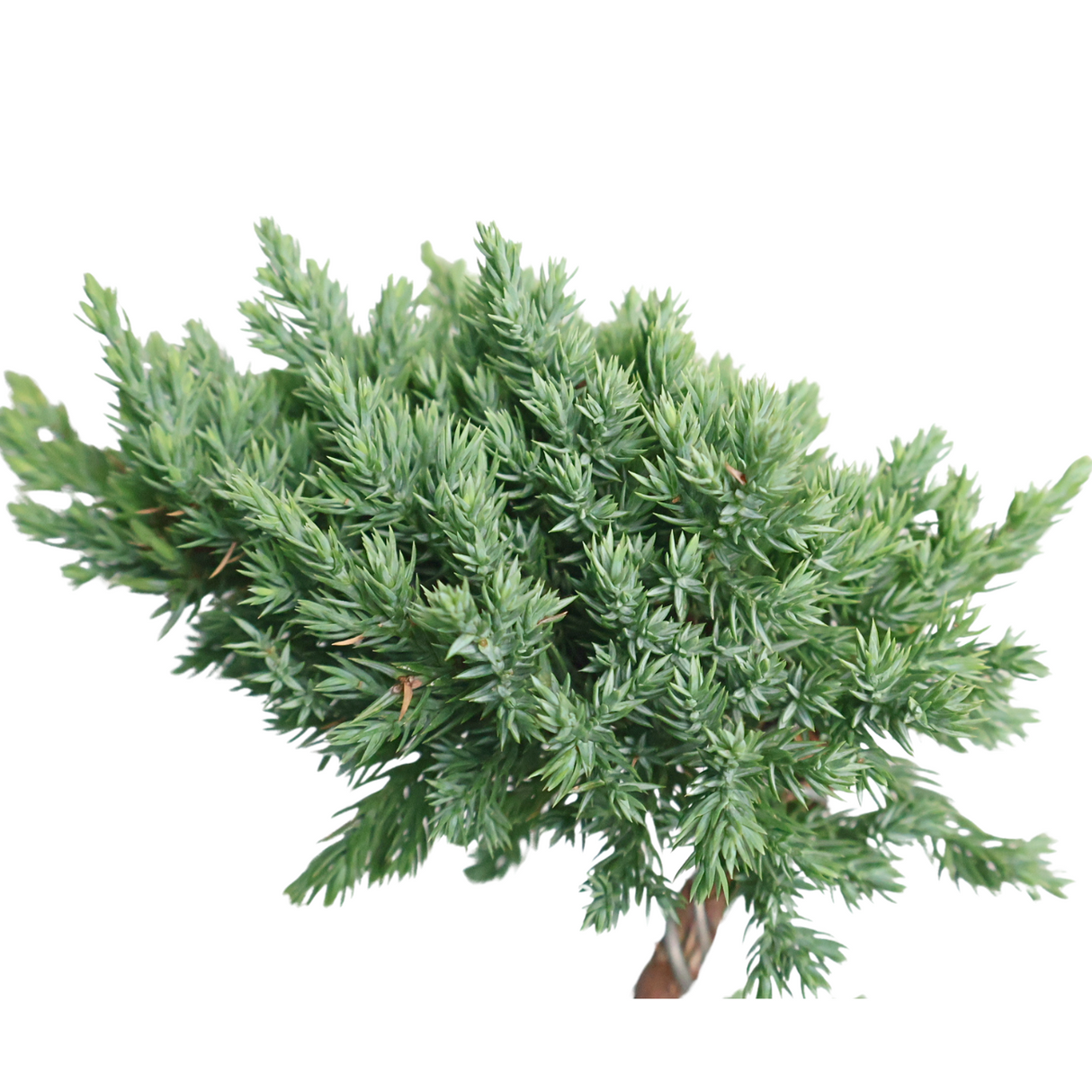 Chinese Juniper (Pine Bonsai)