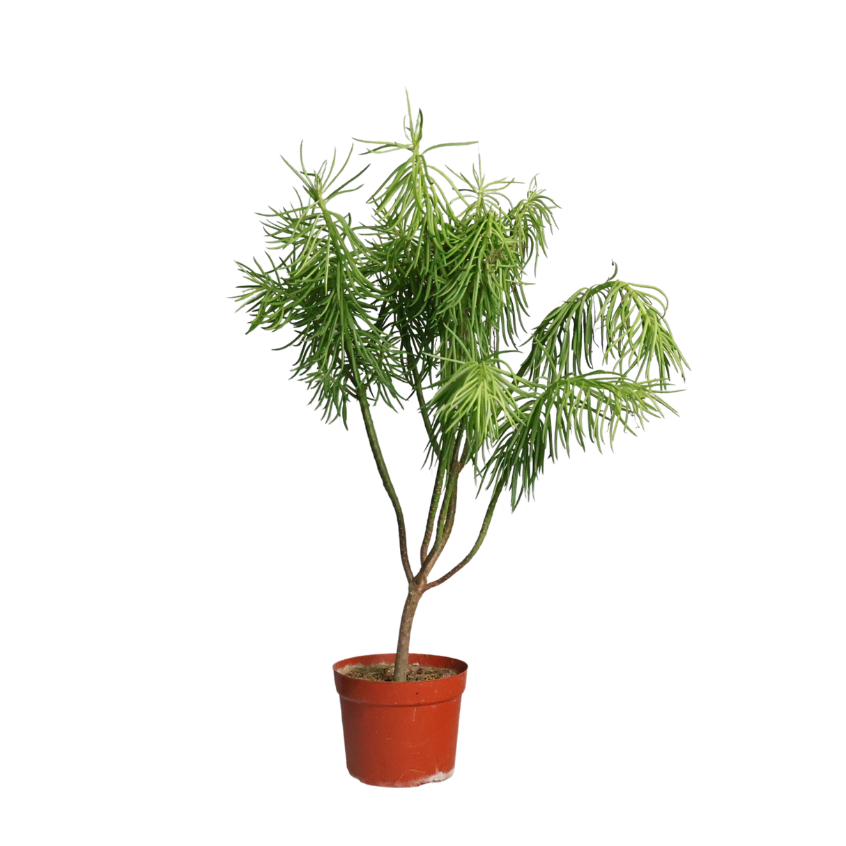 Kleinia Barbertonica (Succulent Bush)