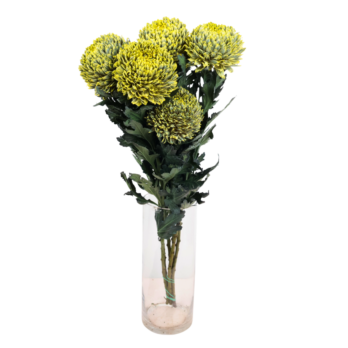 Chrysanthemum Sunlight Dye Colour (Malaysia)