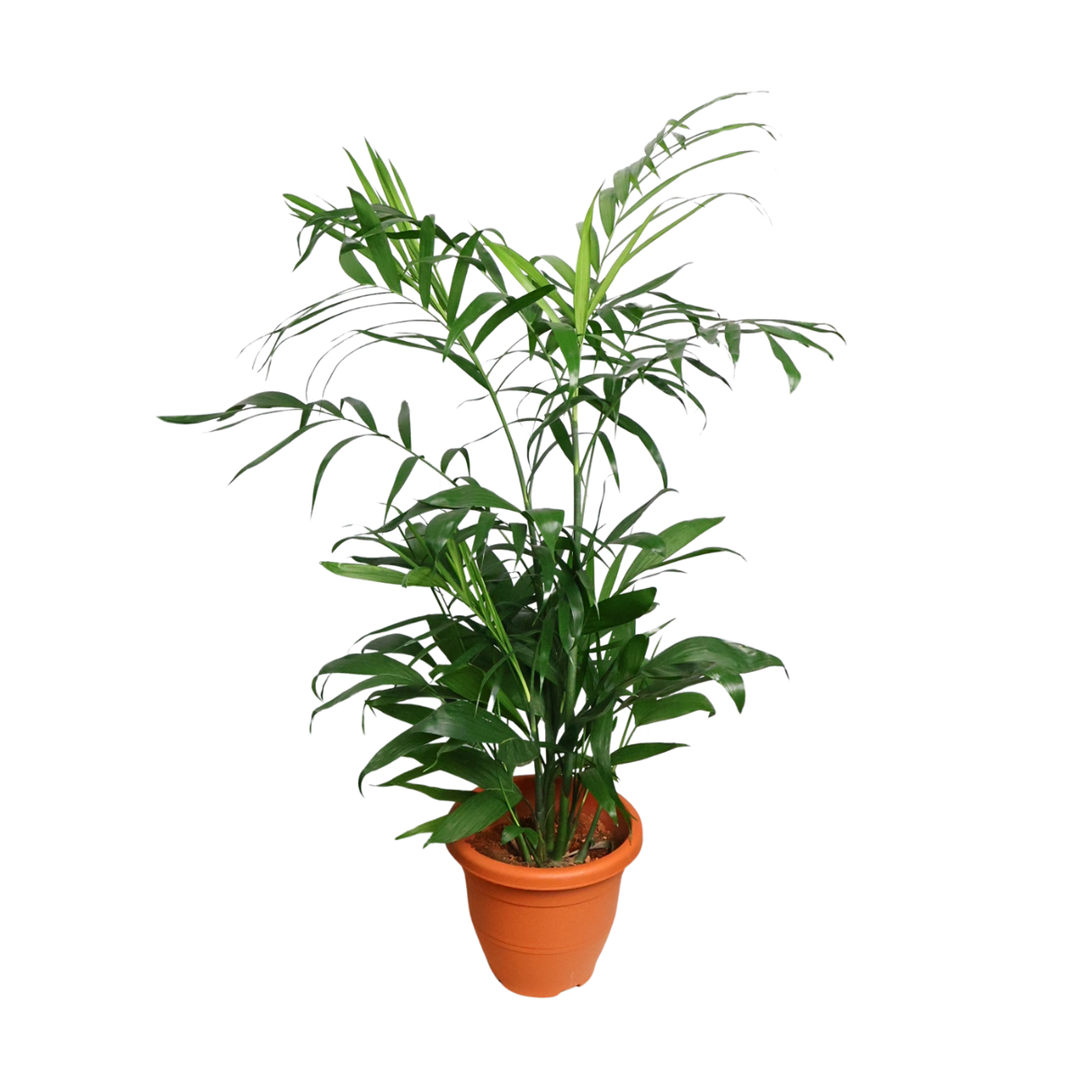 Chamaedorea Seifrizii (Bamboo Palm)