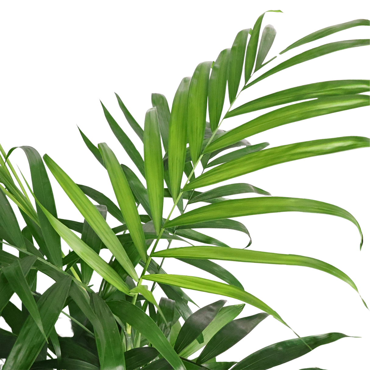 Chamaedorea Seifrizii (Bamboo Palm)