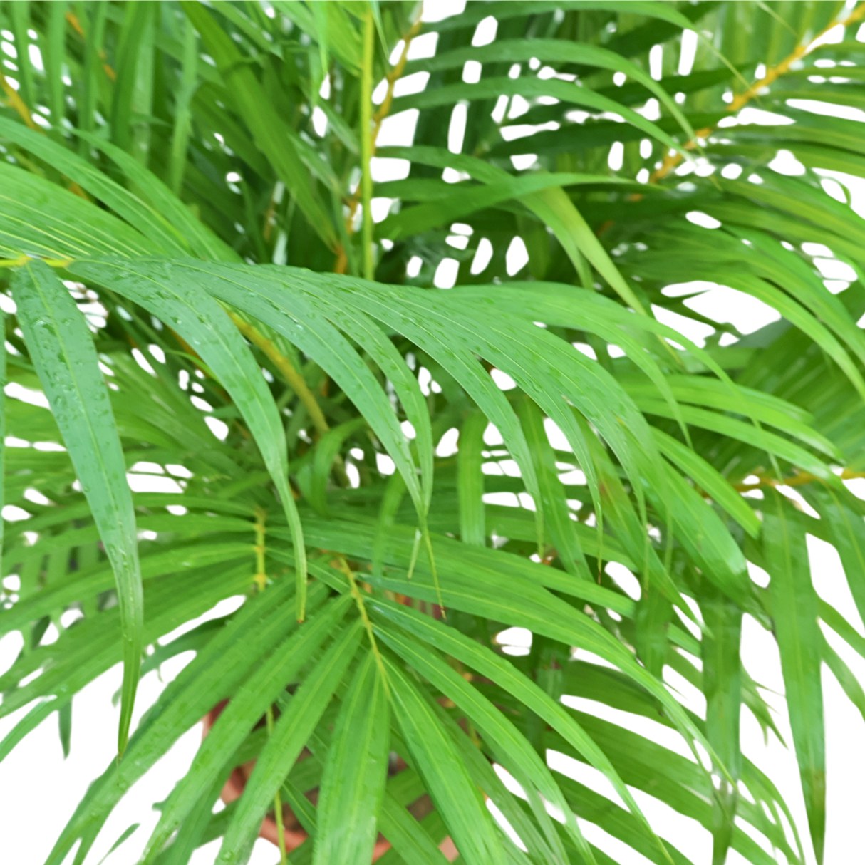 Areca palm (Yellow Palm)