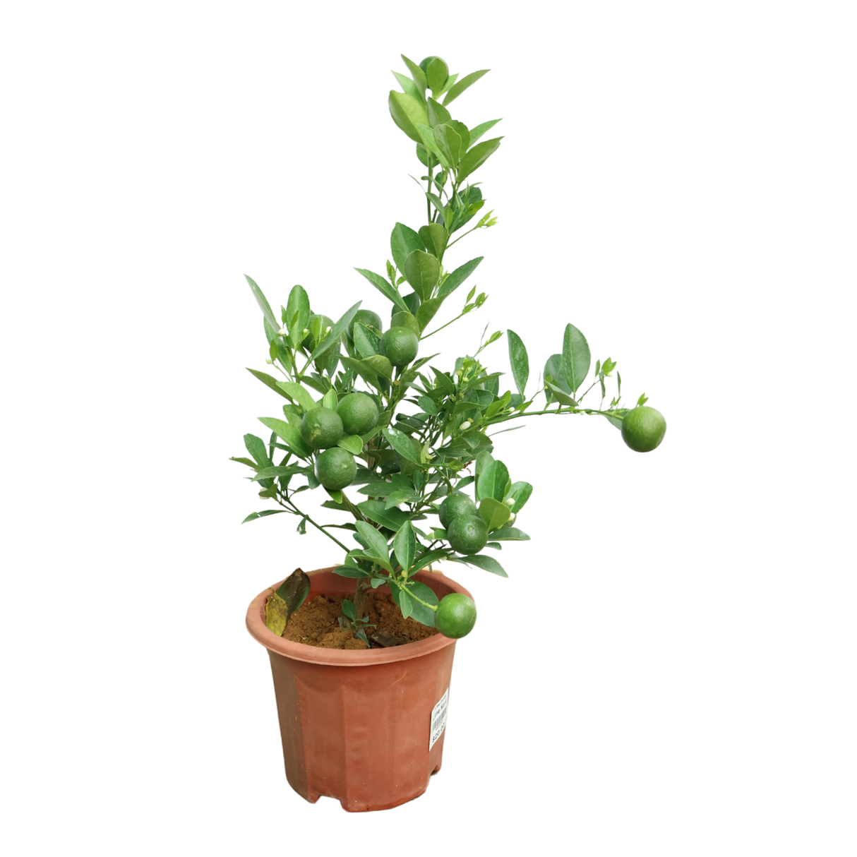 Lime Plant (Calamansi)