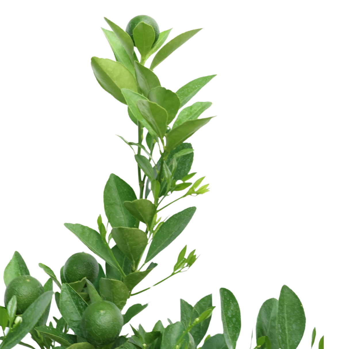 Lime Plant (Calamansi)