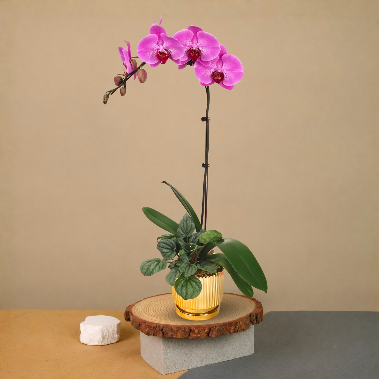 Tropical Dream (1 Single Stem) - Orchid Phalaenopsis
