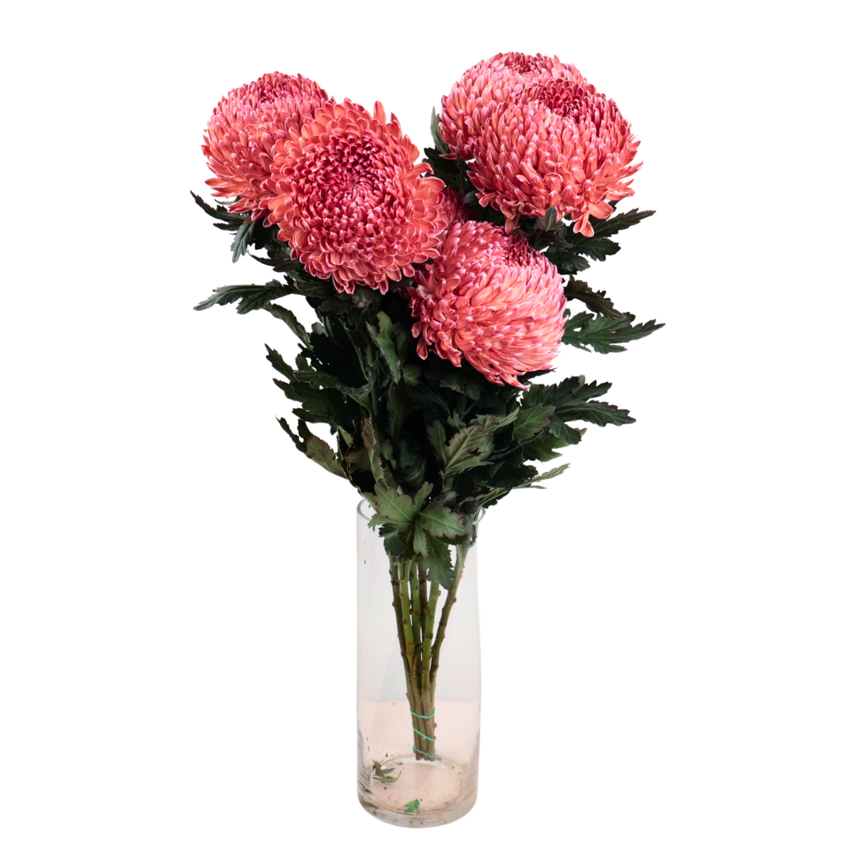 Chrysanthemum Sunlight Dye Colour (Malaysia)