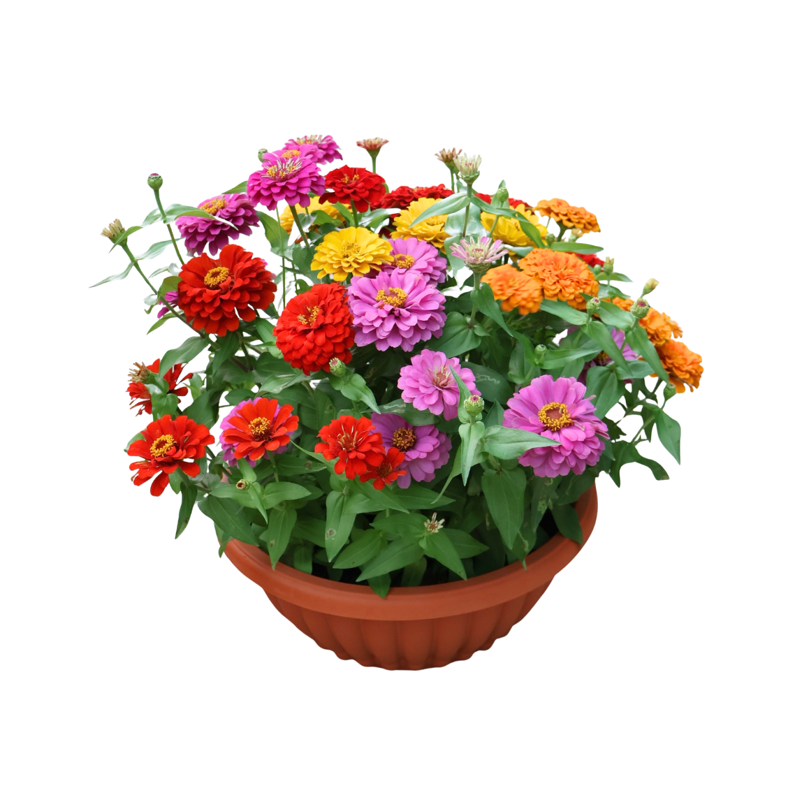 Zinnia Bowl (百日菊)