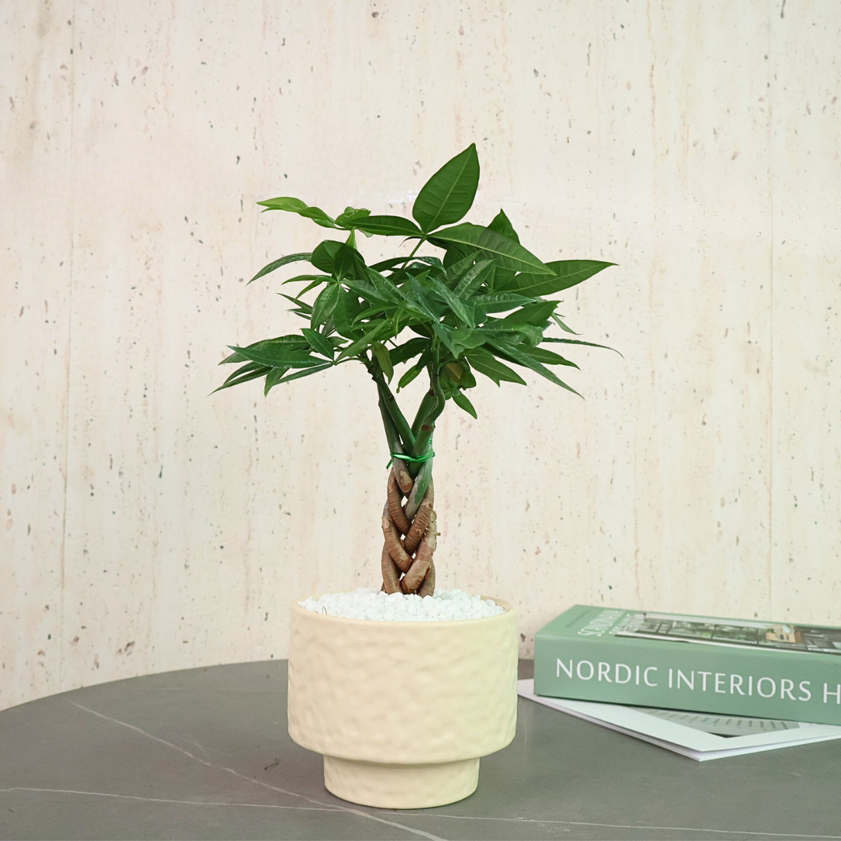 Pachira Twist (Money Tree 发财树) in Ceramic Pot - Corporate Gifts