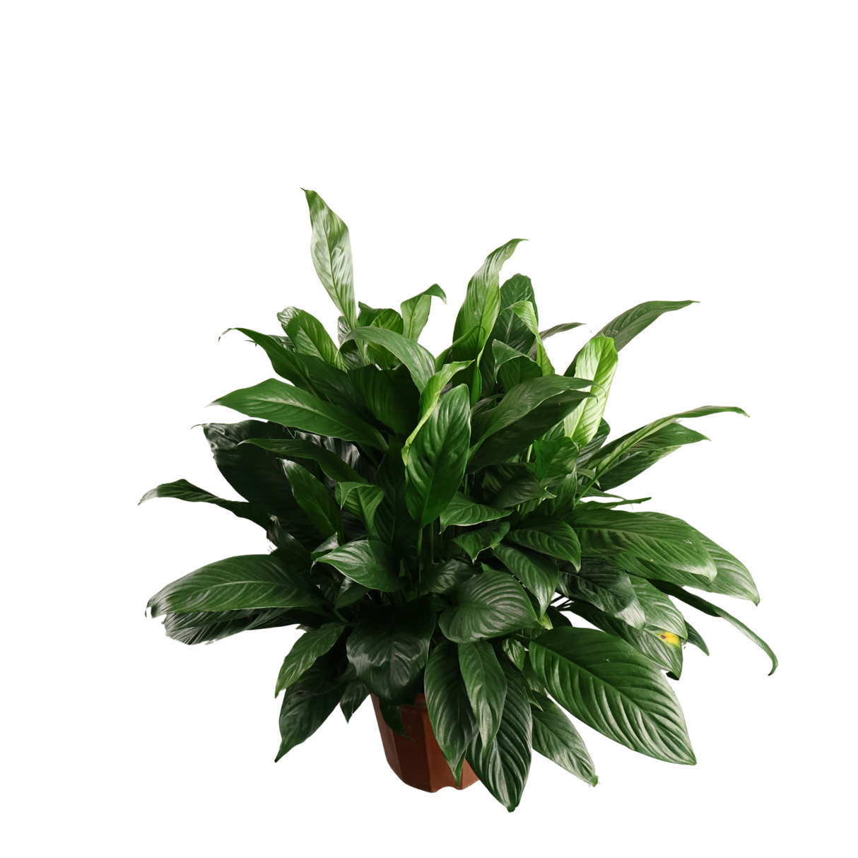 Spathiphyllum (Peace Lily)