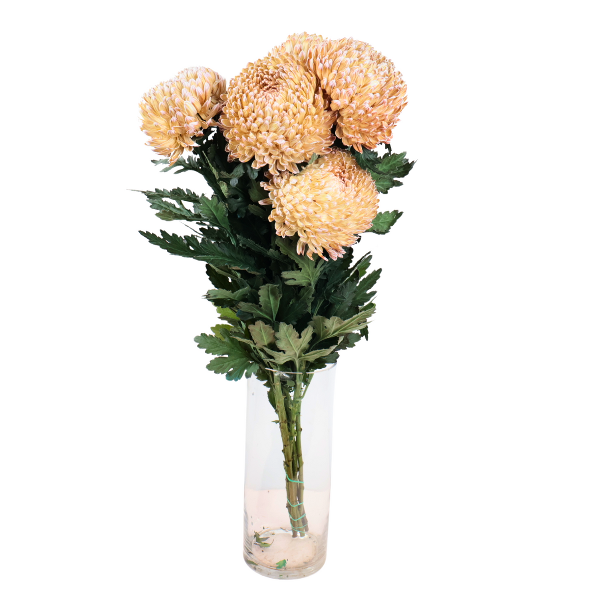 Chrysanthemum Sunlight Dye Colour (Malaysia)