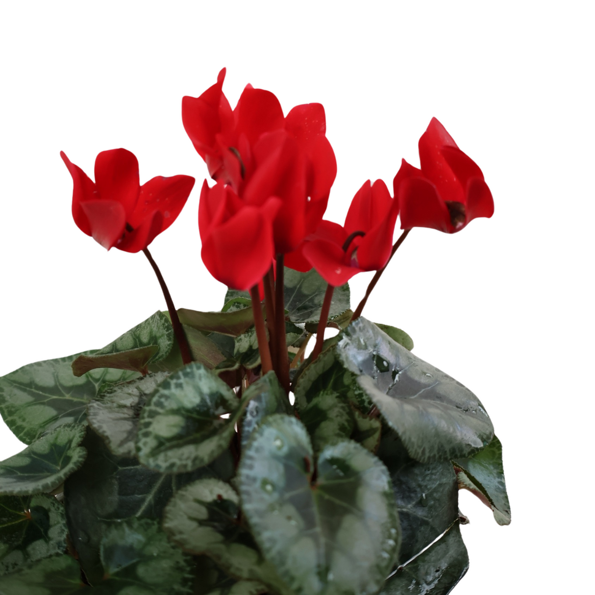Cyclamen