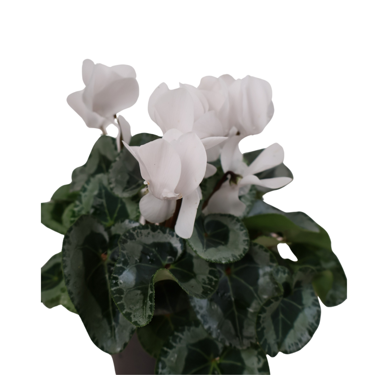 Cyclamen