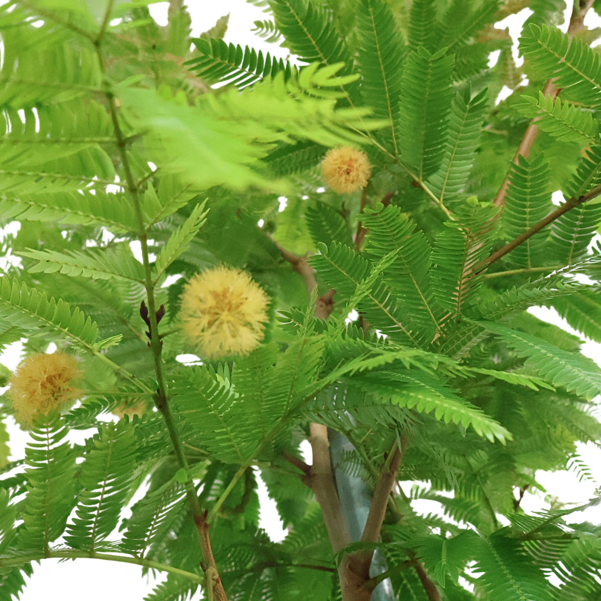 EverFresh Tree 小豆樹 (Local)