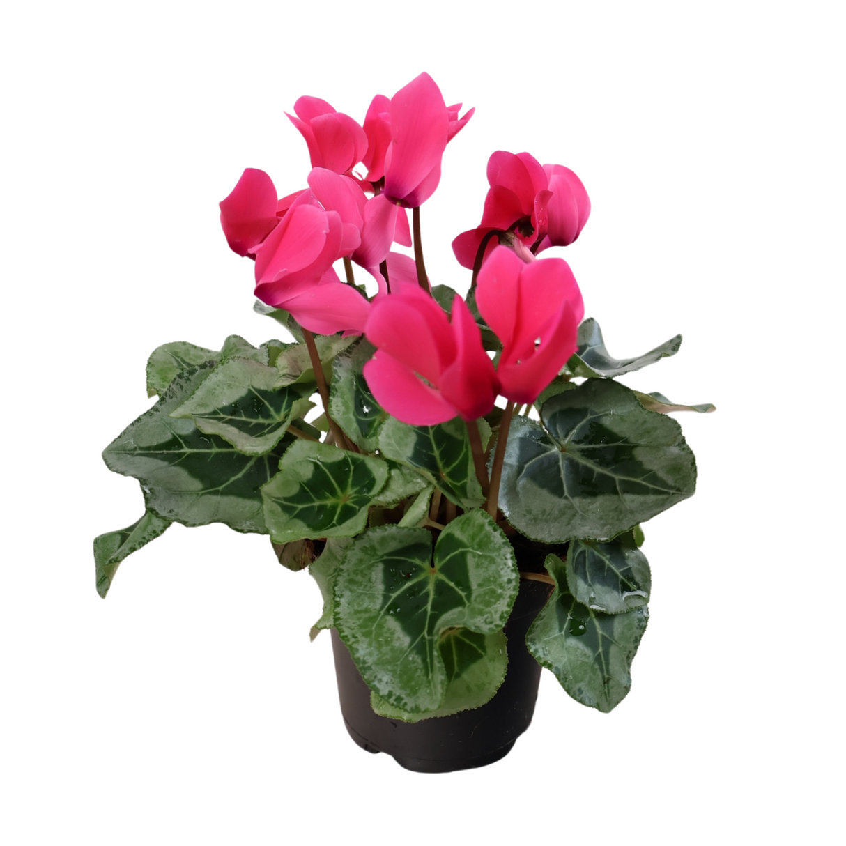 Cyclamen