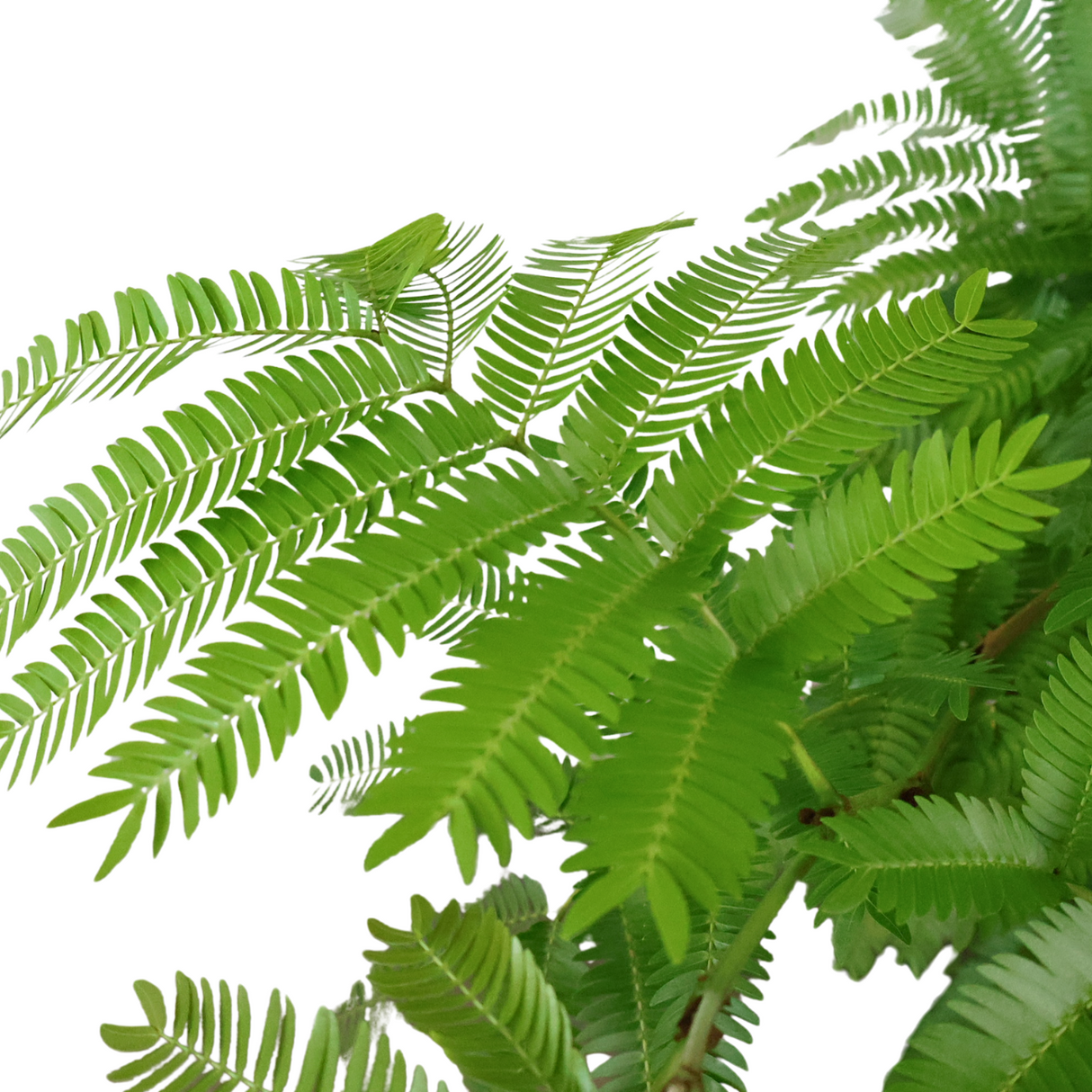 EverFresh Tree 小豆樹 (Local)