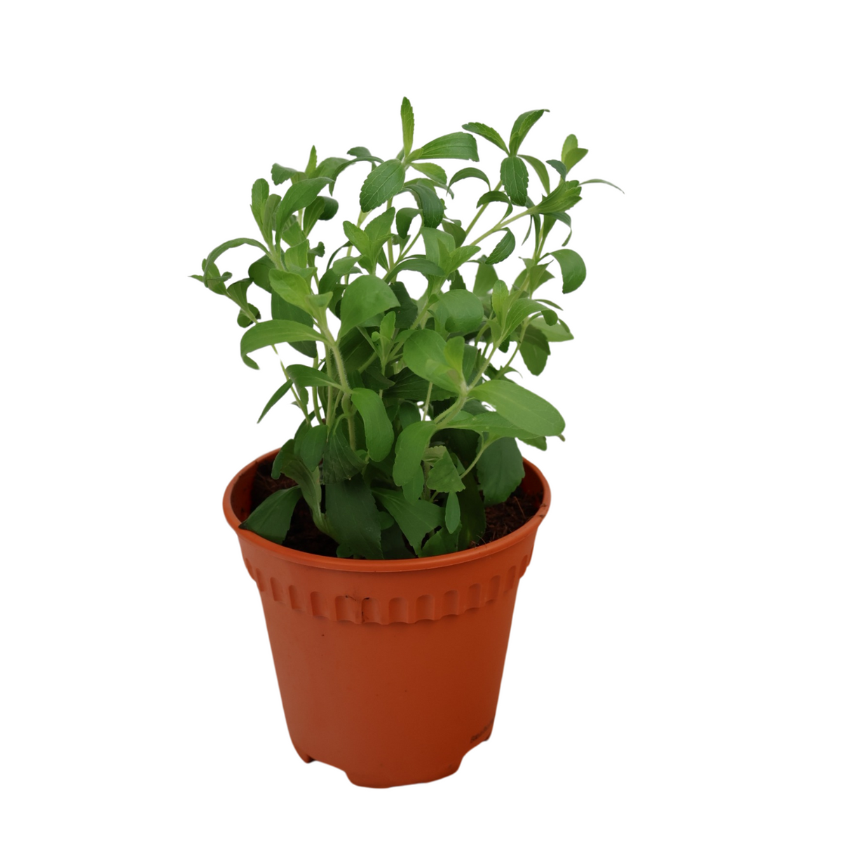 Peppermint plant in flowerpot.