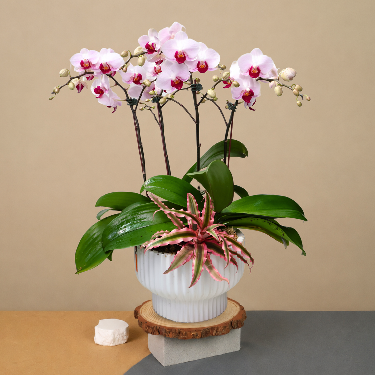 Orchid Serenity (2 Double Stem) - Orchid Phalaenopsis