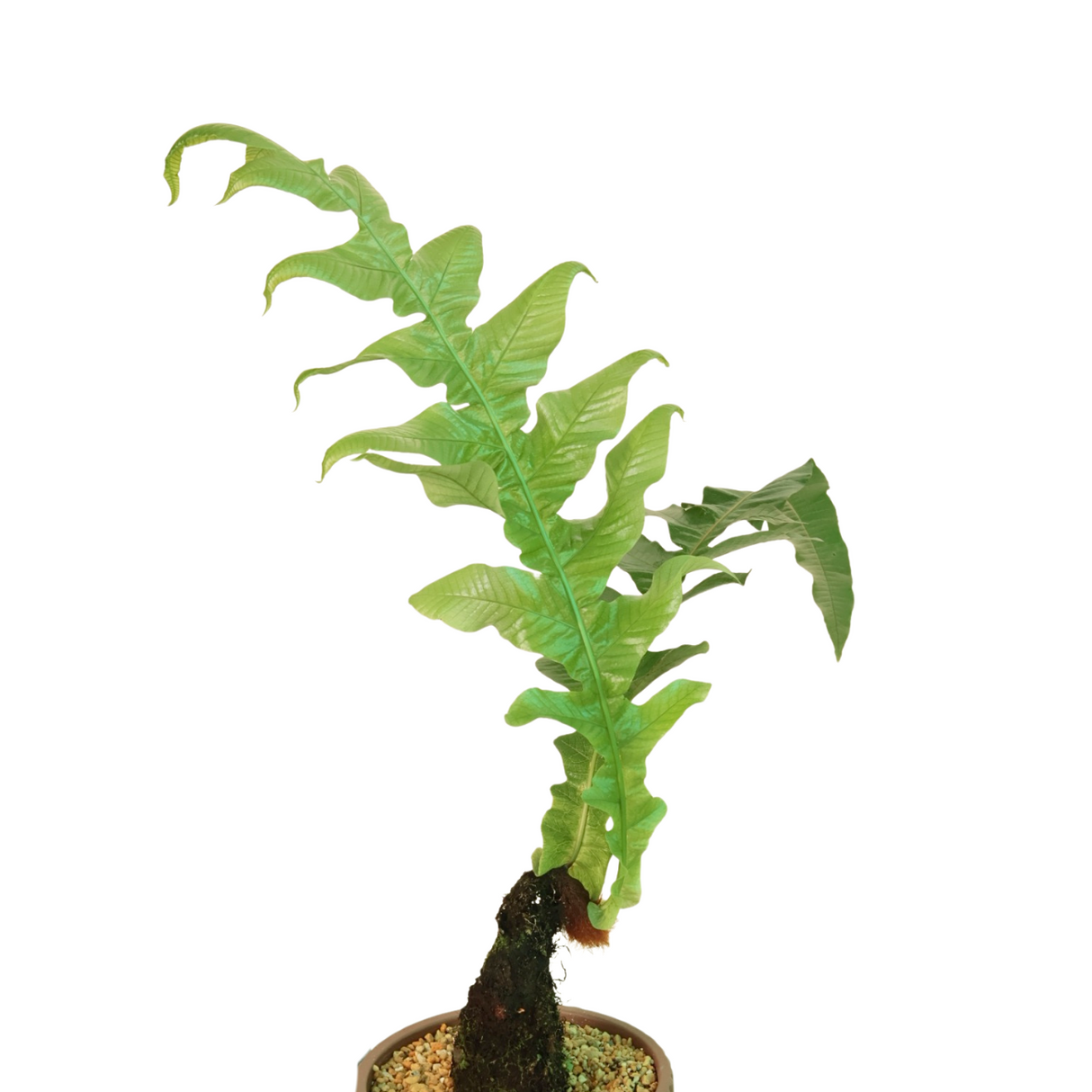 Drynaria rigidula (Basket Fern) Plant in Ceramic Pot