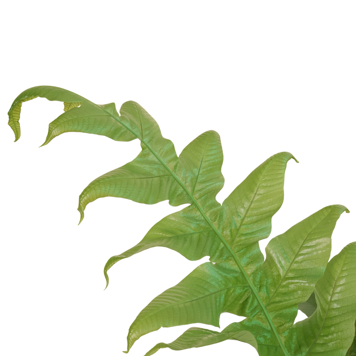 Drynaria rigidula (Basket Fern) Plant in Ceramic Pot