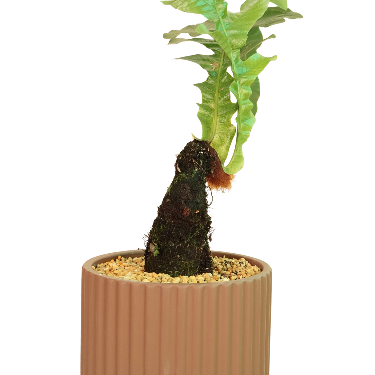 Drynaria rigidula (Basket Fern) Plant in Ceramic Pot