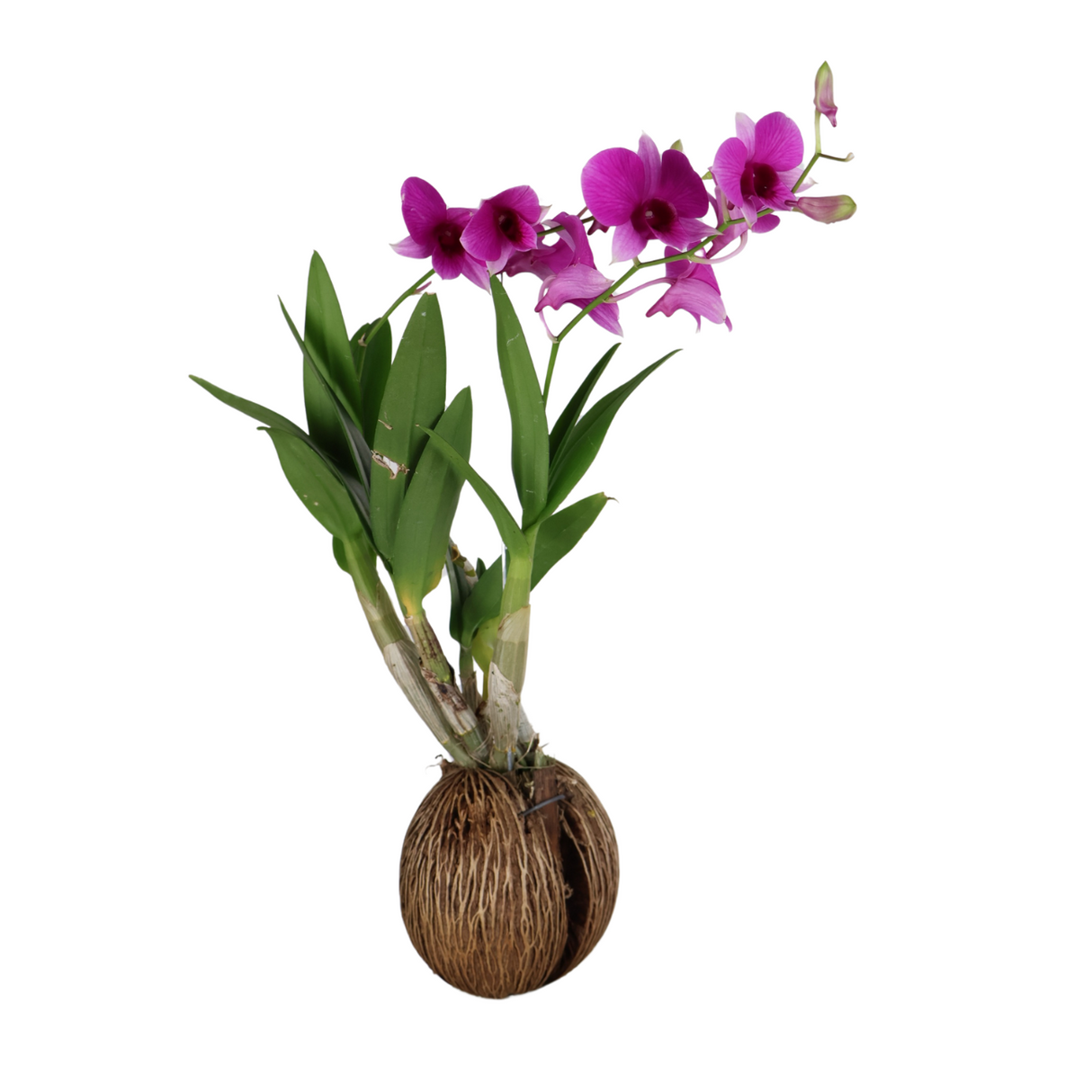 Dendrobium Mini Orchid Hanging