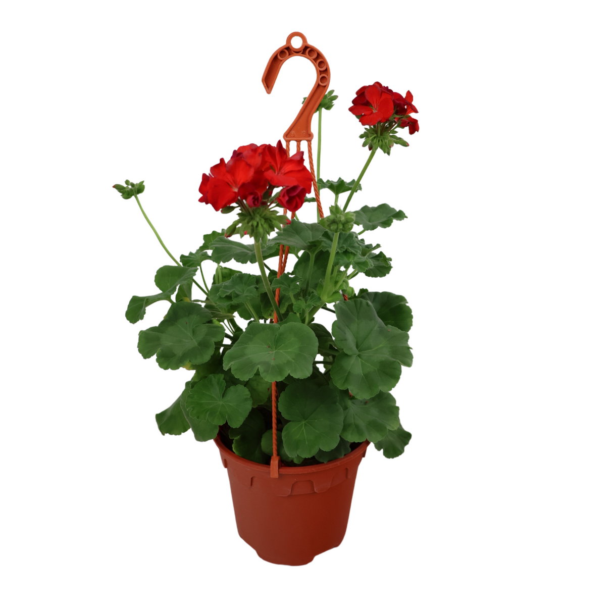 Geranium (Cranesbill)