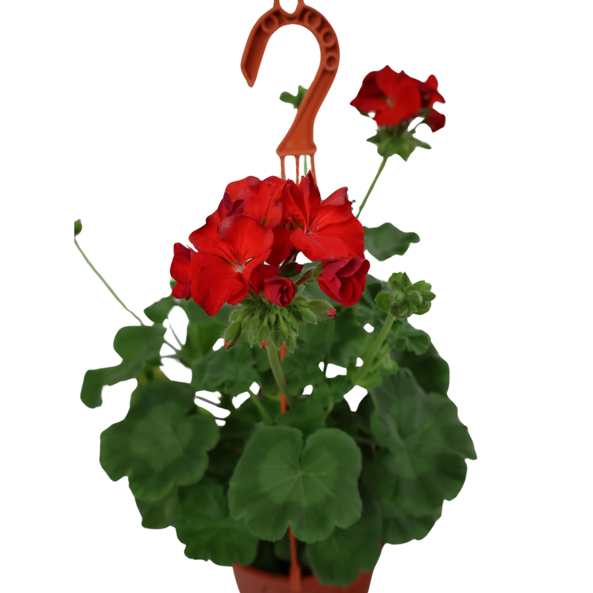 Geranium (Cranesbill)