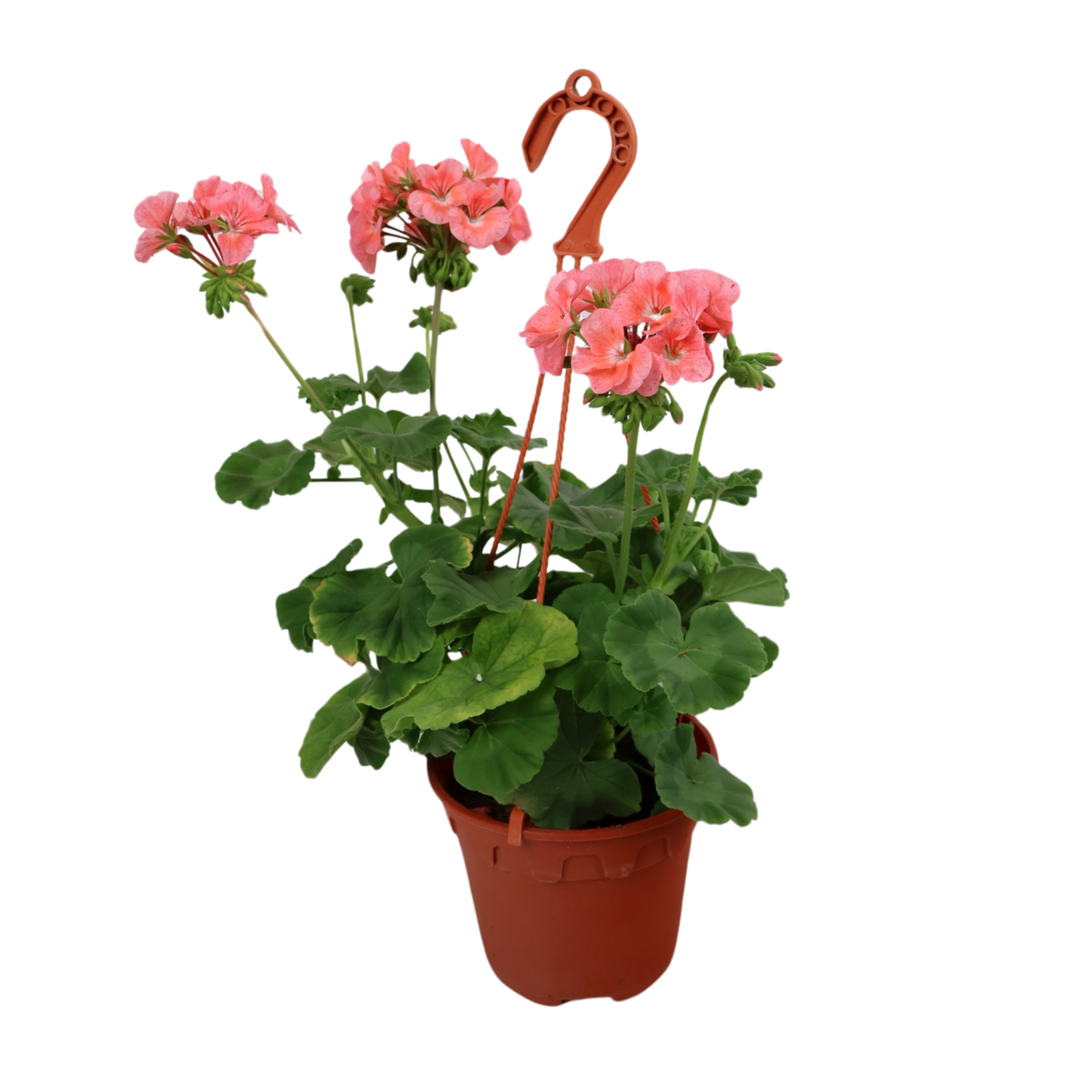 Geranium (Cranesbill)