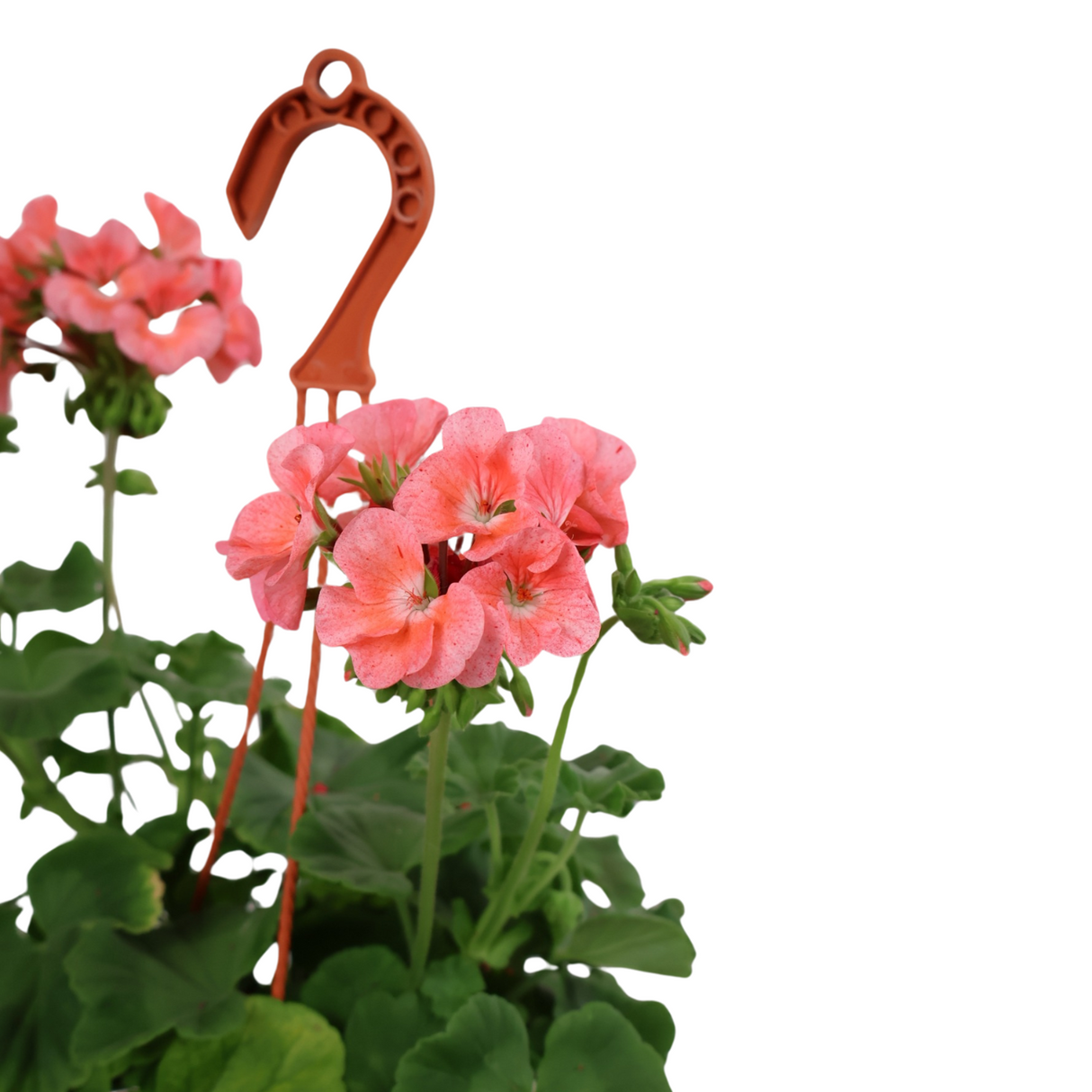 Geranium (Cranesbill)